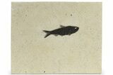 Dark Black Fossil Fish (Knightia) - Wyoming #222830-1